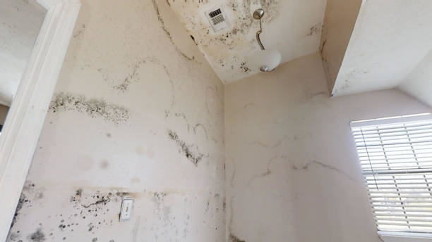 Best Mold Documentation for Insurance Claims  in Yucos, CA