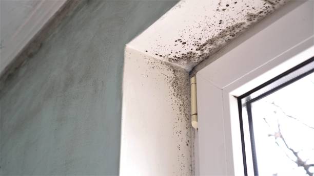 Best Airborne Mold Testing  in Yucos, CA