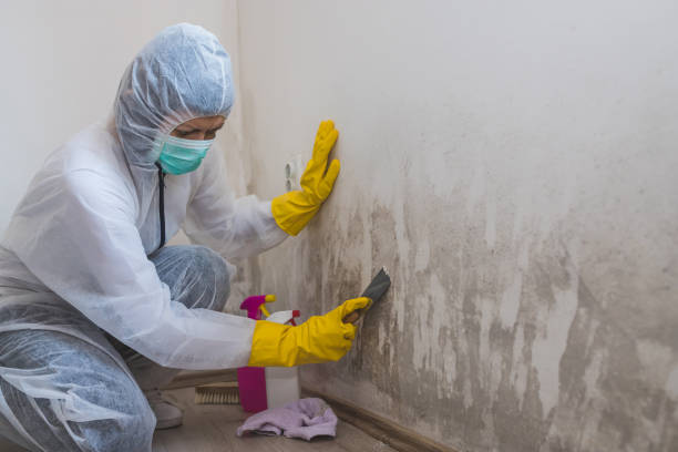 Best Mold Remediation for Healthcare Facilities  in Yucos, CA