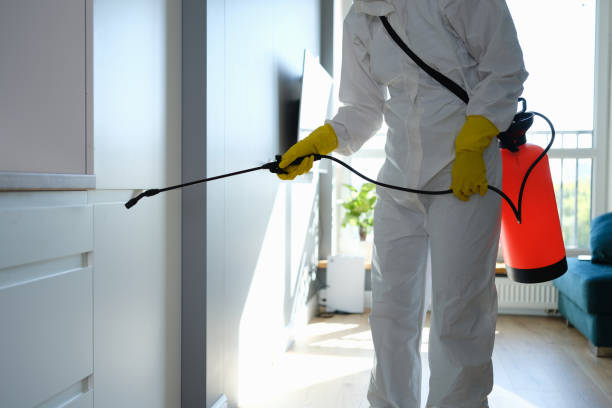 Best Mold Damage Restoration  in Yucos, CA