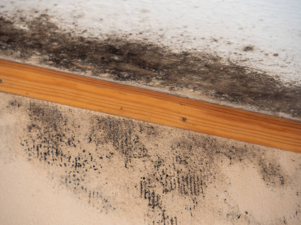 Best Indoor Air Quality Assessment  in Yucos, CA