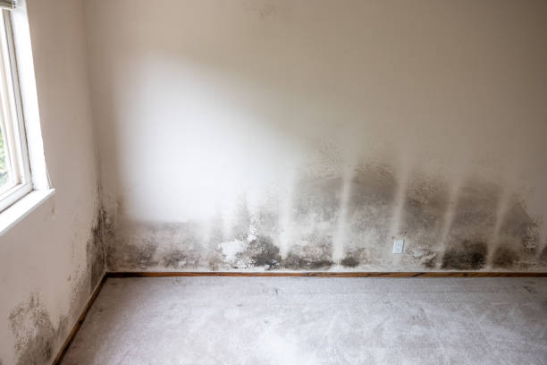 Best Industrial Mold Remediation  in Yucos, CA